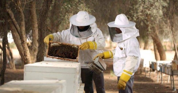 صورة المقال